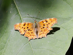 Polygonia c-album