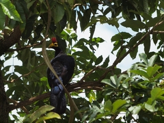 Musophaga rossae