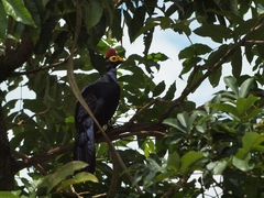 Musophaga rossae