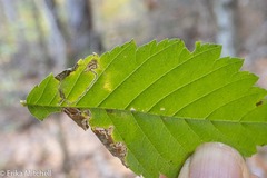 Stigmella apicialbella
