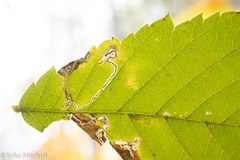 Stigmella apicialbella