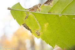 Stigmella apicialbella