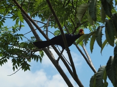 Musophaga rossae