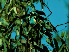 Psephotus dissimilis