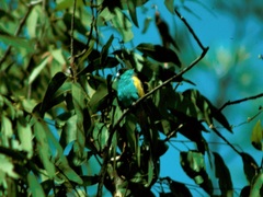 Psephotus dissimilis