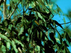 Psephotus dissimilis