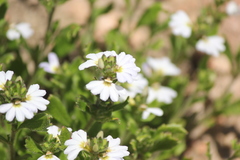 Scaevola albida
