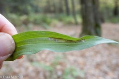 Parallelomma vittatum
