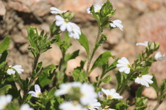 Scaevola albida
