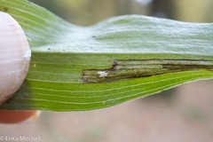 Parallelomma vittatum