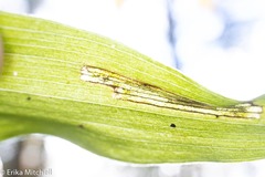 Parallelomma vittatum