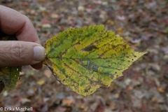 Ectoedemia quadrinotata