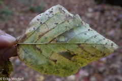 Ectoedemia quadrinotata