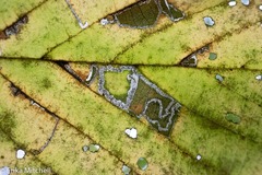 Ectoedemia quadrinotata