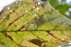 Ectoedemia quadrinotata