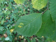 Stigmella ulmivora