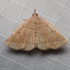 Zanclognatha obscuripennis