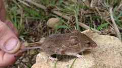 Mus minutoides