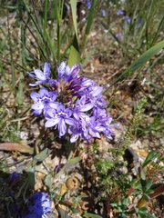 Codonorhiza elandsmontana