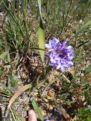 Codonorhiza elandsmontana