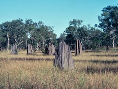 Amitermes meridionalis