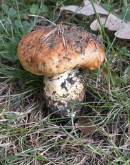 Calonarius olearioides