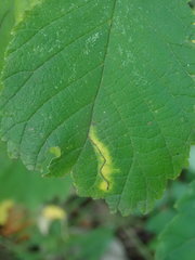 Stigmella ulmivora