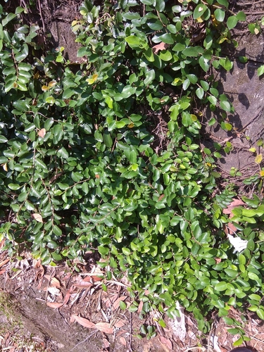 Ficus pumila