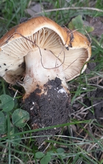 Calonarius olearioides