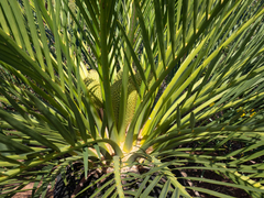 Macrozamia dyeri