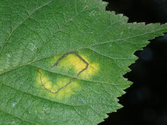 Stigmella ulmivora