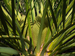 Macrozamia dyeri