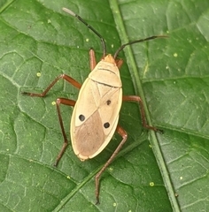 Probergrothius