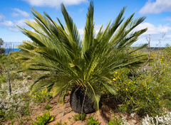 Macrozamia dyeri