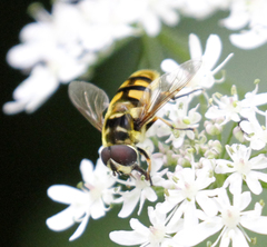 Myathropa florea