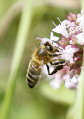 Apis mellifera