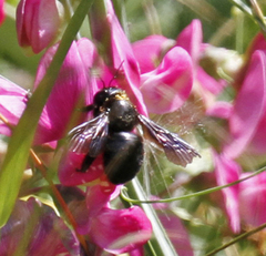 Xylocopa