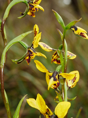 Diuris leopardina