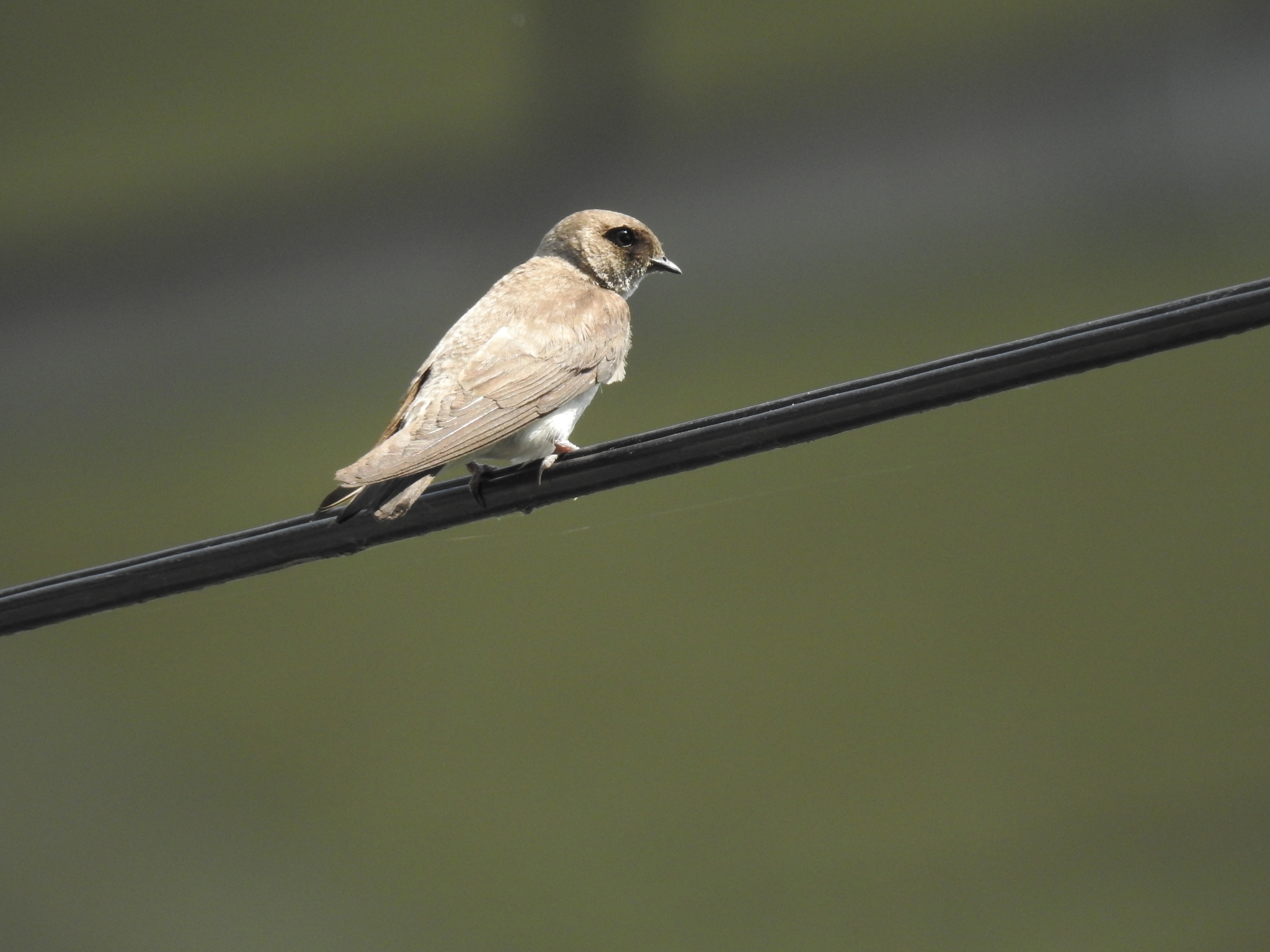 Grey-throated Martin