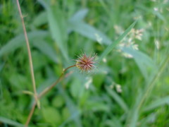 Geum vernum
