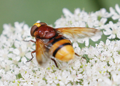 Volucella zonaria