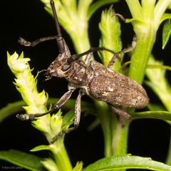 Monochamus carolinensis