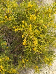 Synaphea spinulosa