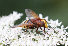 Volucella zonaria