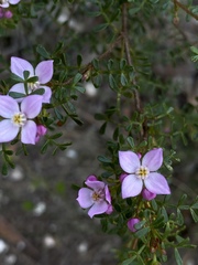 Boronia microphylla