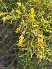 Synaphea spinulosa
