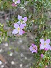 Boronia microphylla