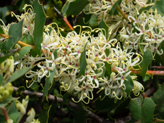 Hakea denticulata