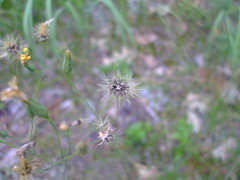 Hieracium venosum