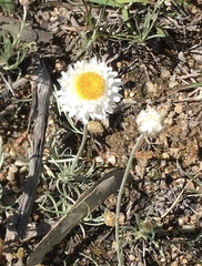 Leucochrysum